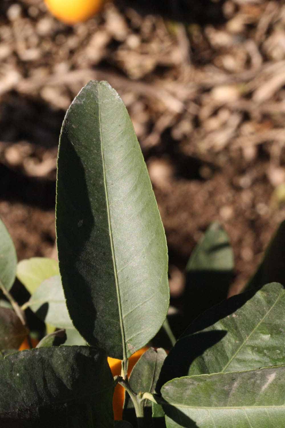              Unifoliolate leaf (Winter Haven, FL)       